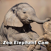 Elephant Cam