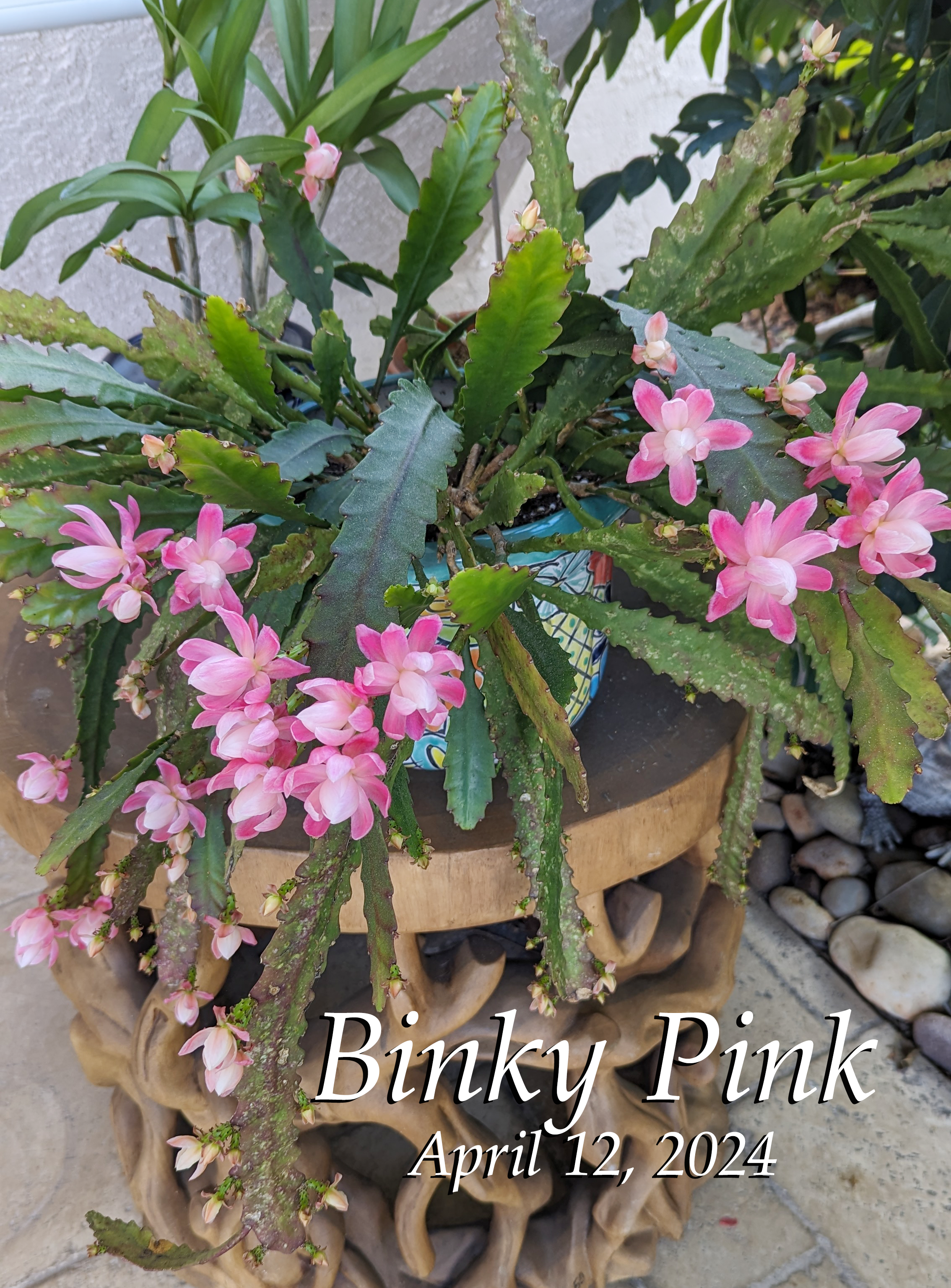 Binky Pink