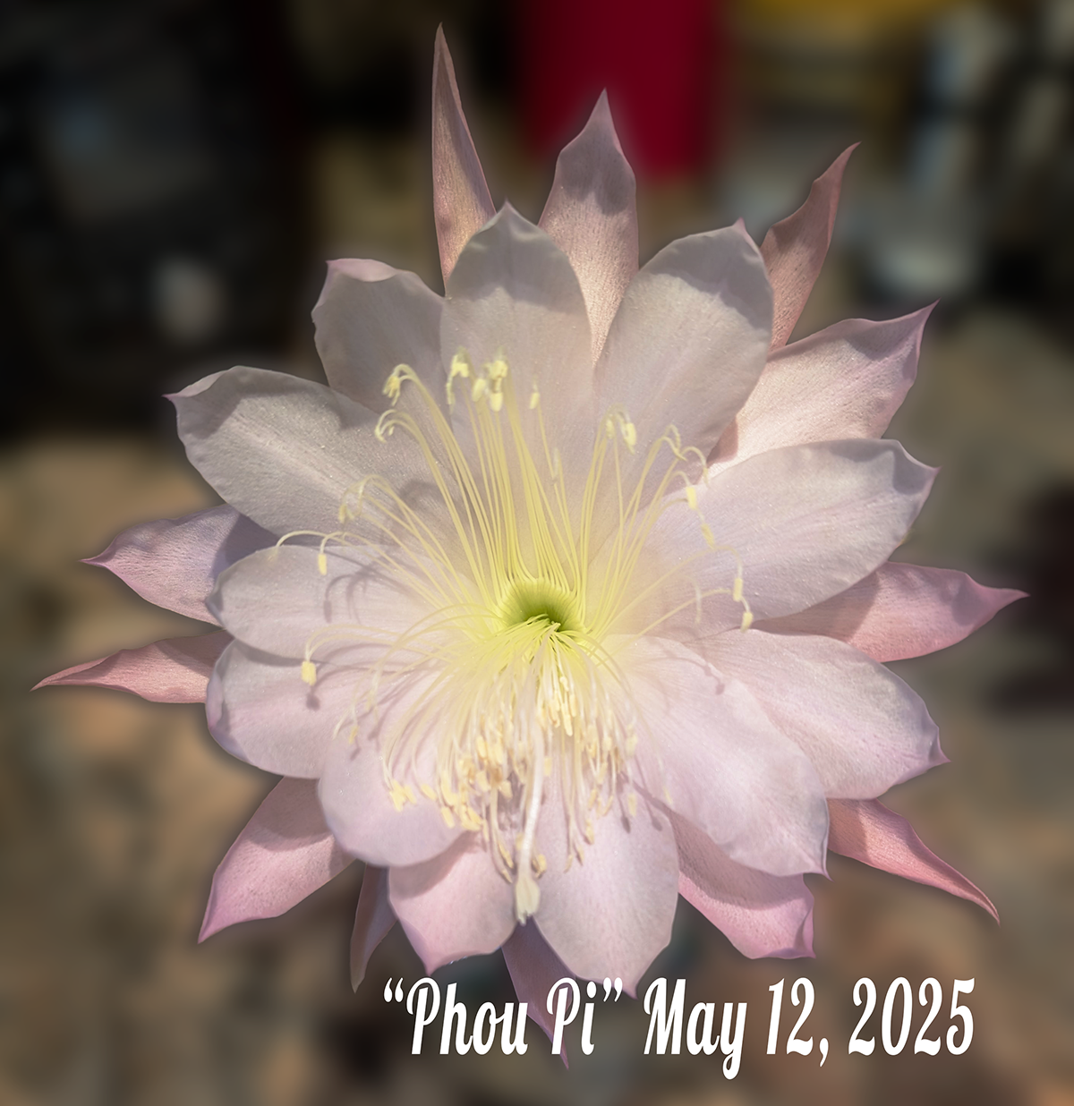 Phou Pi Bloom