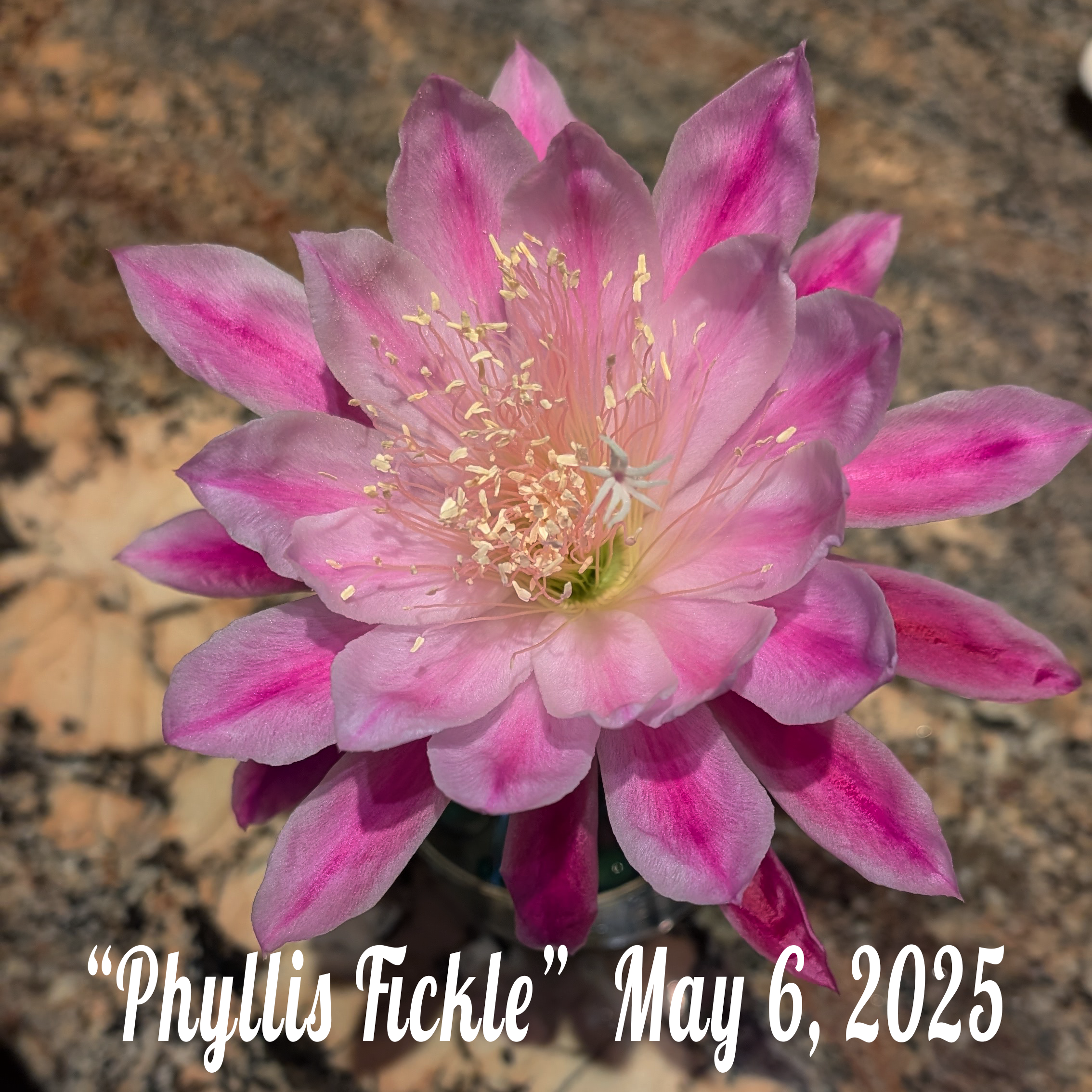Phyllis Fickle Epiphyllum in bloom