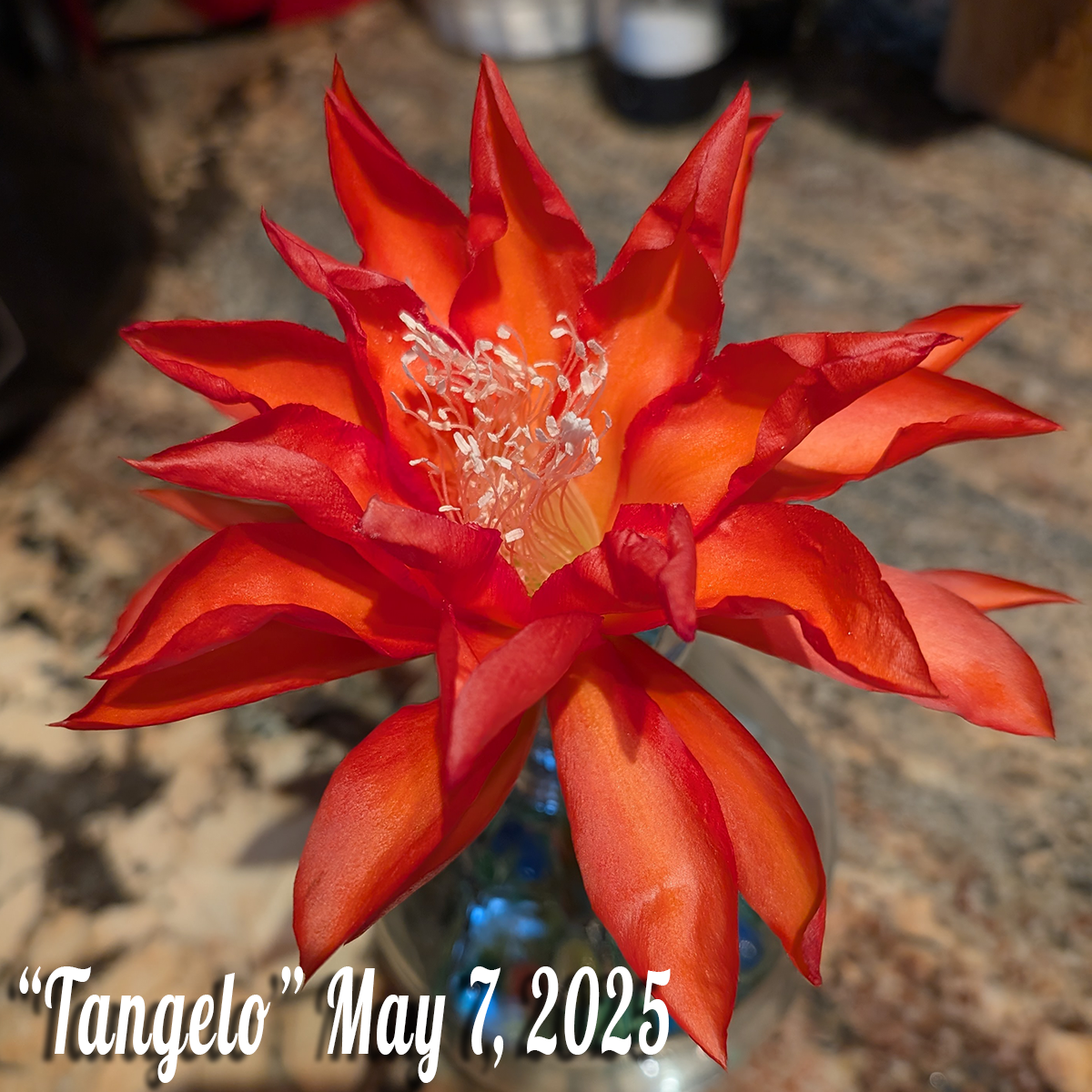 Tangelo formerly Sweet Baby