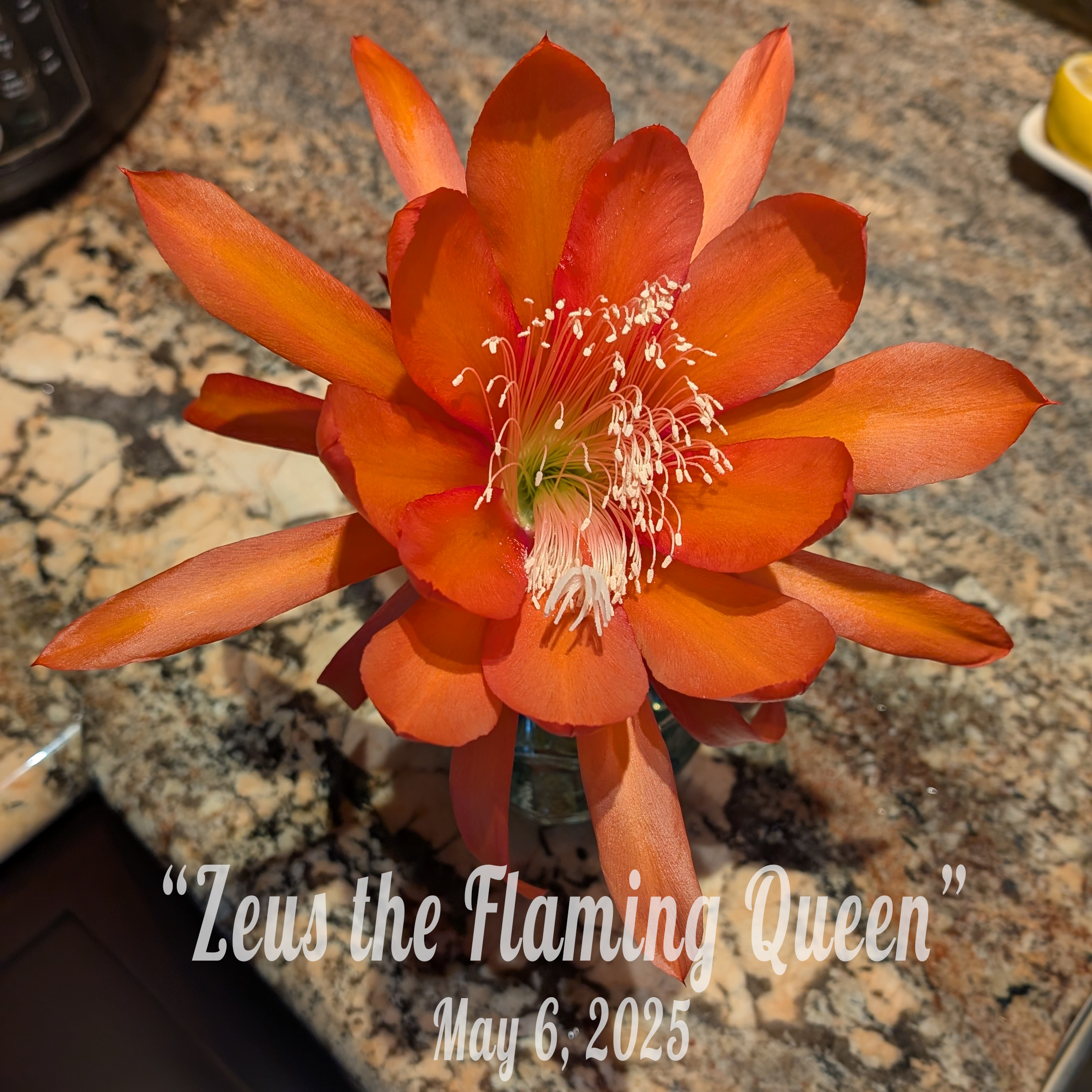 Zeus the Flaming Queen